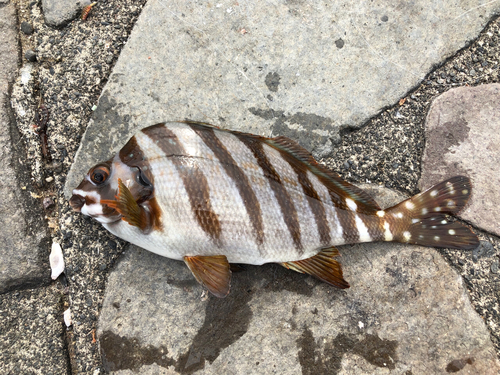 タカノハダイの釣果