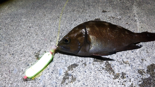 エゾメバルの釣果