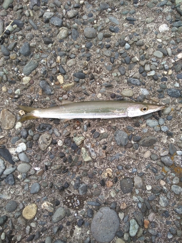 カマスの釣果