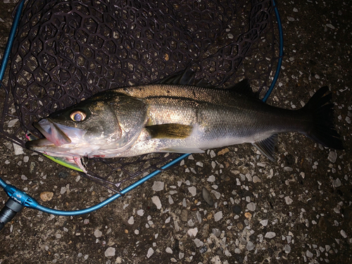 スズキの釣果