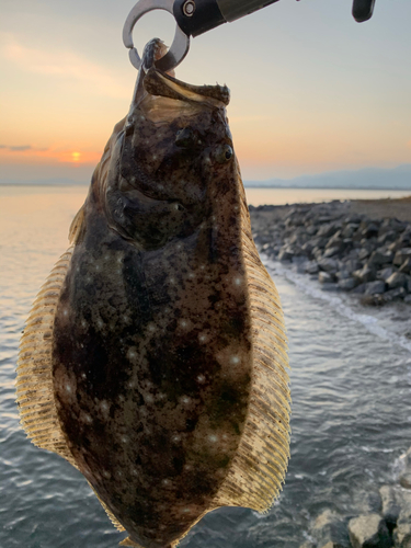 ヒラメの釣果