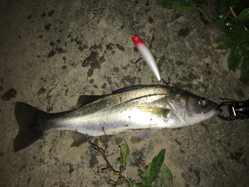 シーバスの釣果