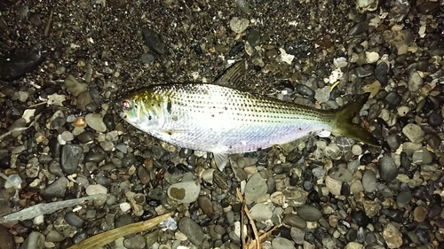 コノシロの釣果