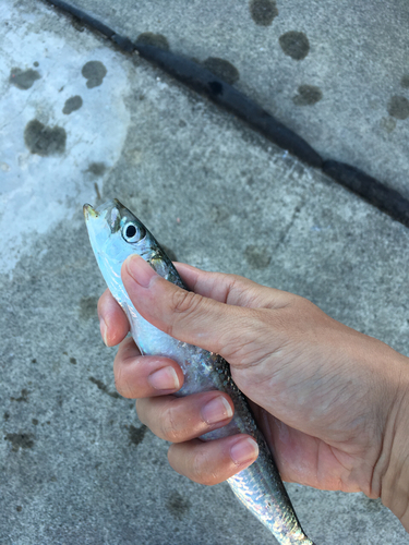 イワシの釣果