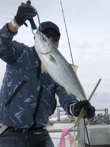 ハマチの釣果