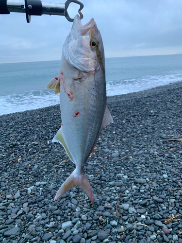 カンパチの釣果