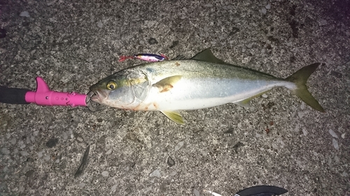 ツバスの釣果