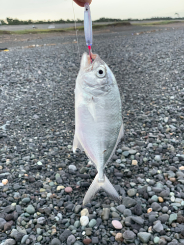 メッキの釣果