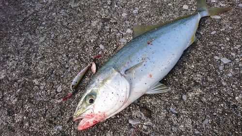 ツバスの釣果