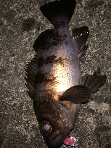 メバルの釣果