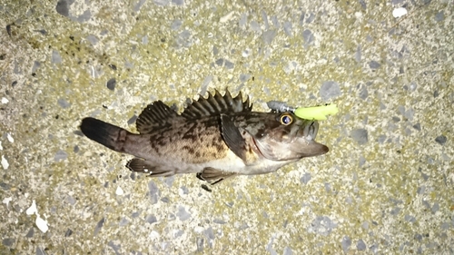 クロソイの釣果