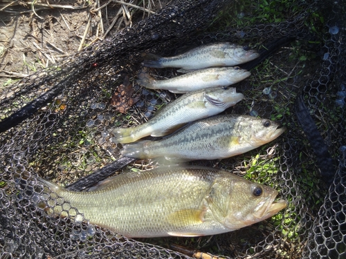 ブラックバスの釣果