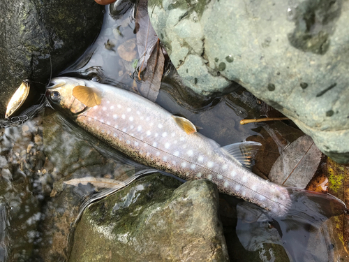 イワナの釣果