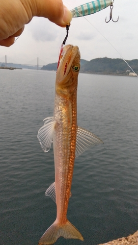 エソの釣果