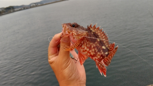 アラカブの釣果