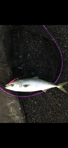 イナダの釣果