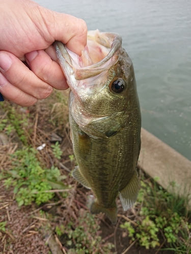 ラージマウスバスの釣果