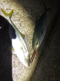 ツバスの釣果