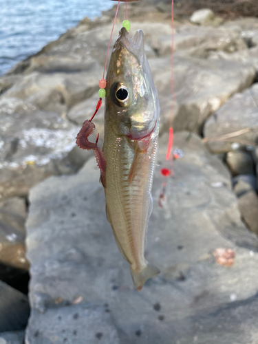 キスの釣果