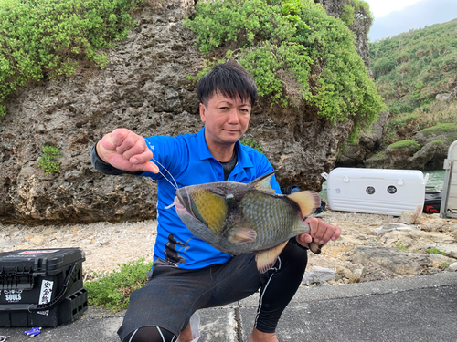 ゴマモンガラの釣果