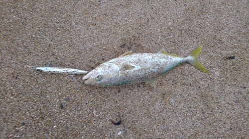 ワカシの釣果