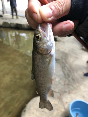 ニジマスの釣果