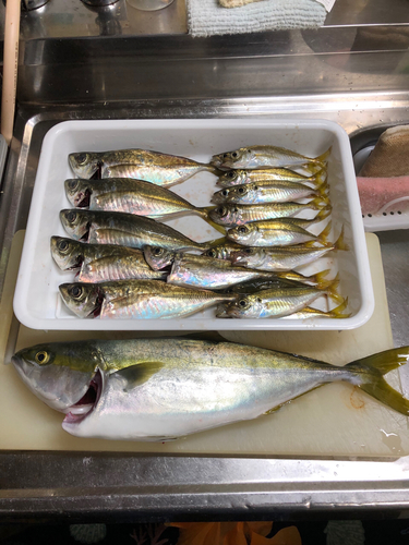 アジの釣果