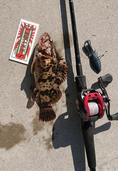 ベッコウゾイの釣果