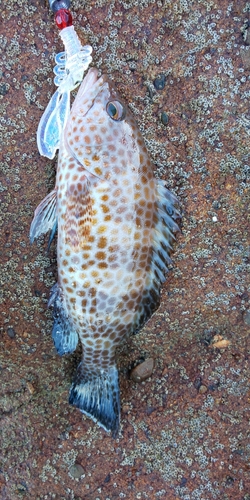 オオモンハタの釣果