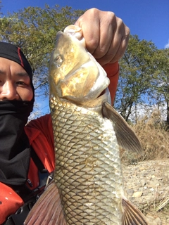 ニゴイの釣果