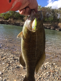 スモールマウスバスの釣果