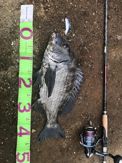 クロダイの釣果