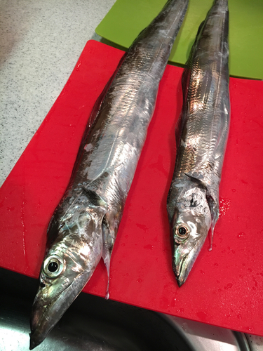 タチウオの釣果