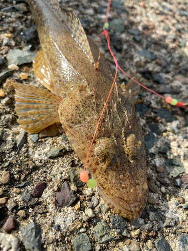 コチの釣果