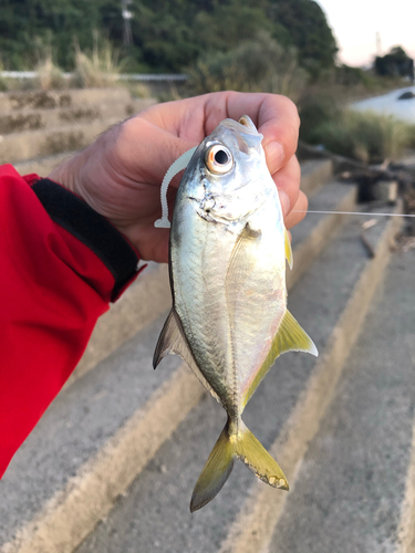 メッキの釣果