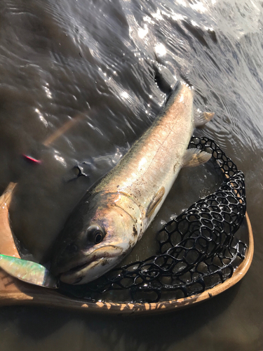 アメマスの釣果