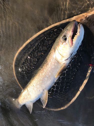 アメマスの釣果