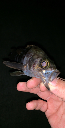 アカメバルの釣果