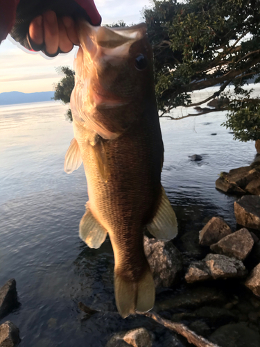 ラージマウスバスの釣果