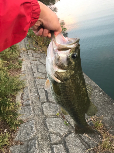 ラージマウスバスの釣果