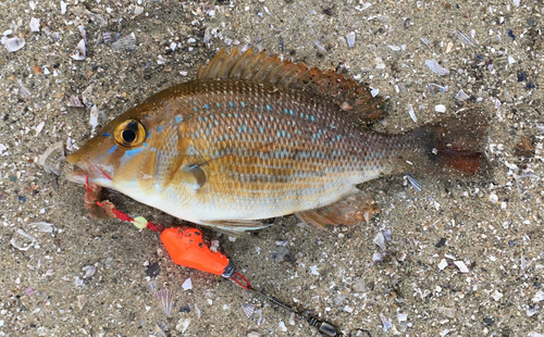 ハマフエフキの釣果