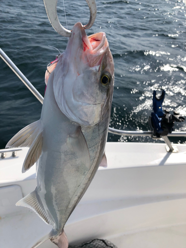 カンパチの釣果