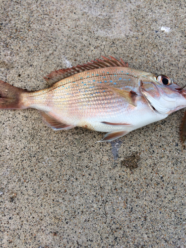 マダイの釣果