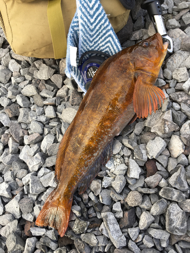 アイナメの釣果