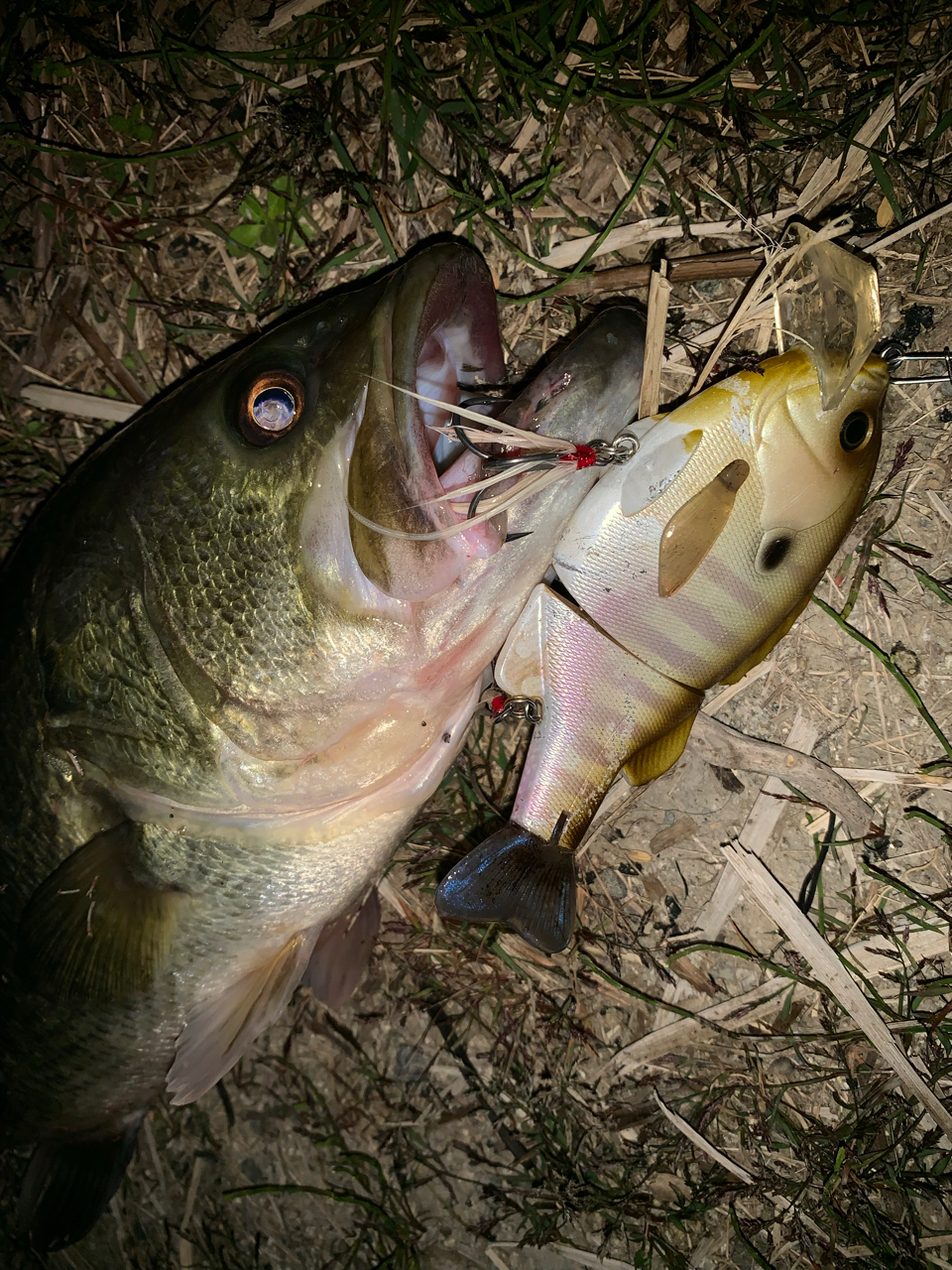 Megabass エヴォルジオン F7-76tiの最安値・インプレ・釣果