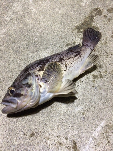 クロソイの釣果