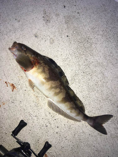 ホッケの釣果