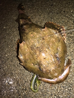 マカジカの釣果