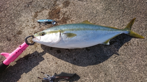 ツバスの釣果