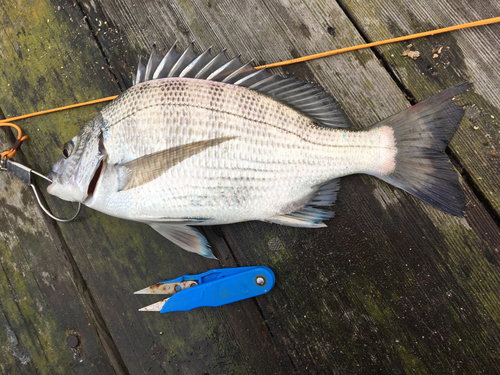 チヌの釣果